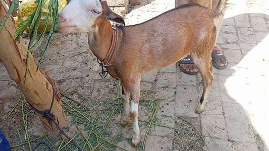 teda kanj for sale