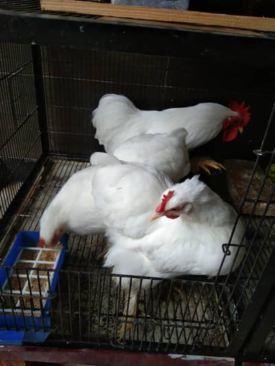 Bantam for Sale
