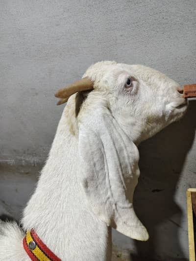 Makhi chini Bakri
