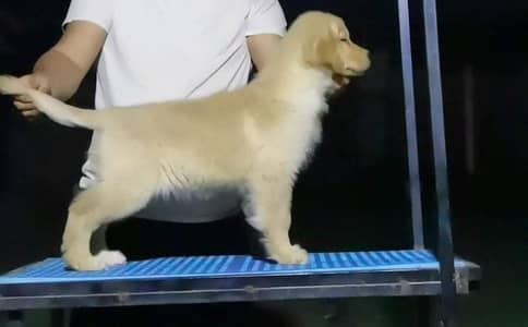 Golden retriever pedigreed puppy for sale