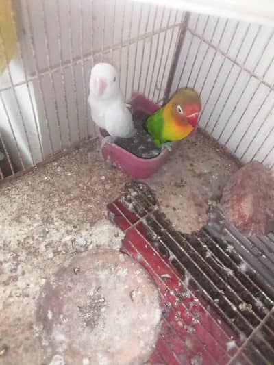 breading pairs available cheap price 4000