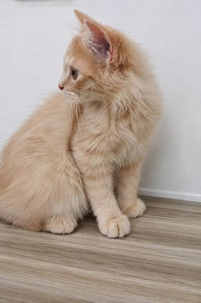 persain cats triple coat 