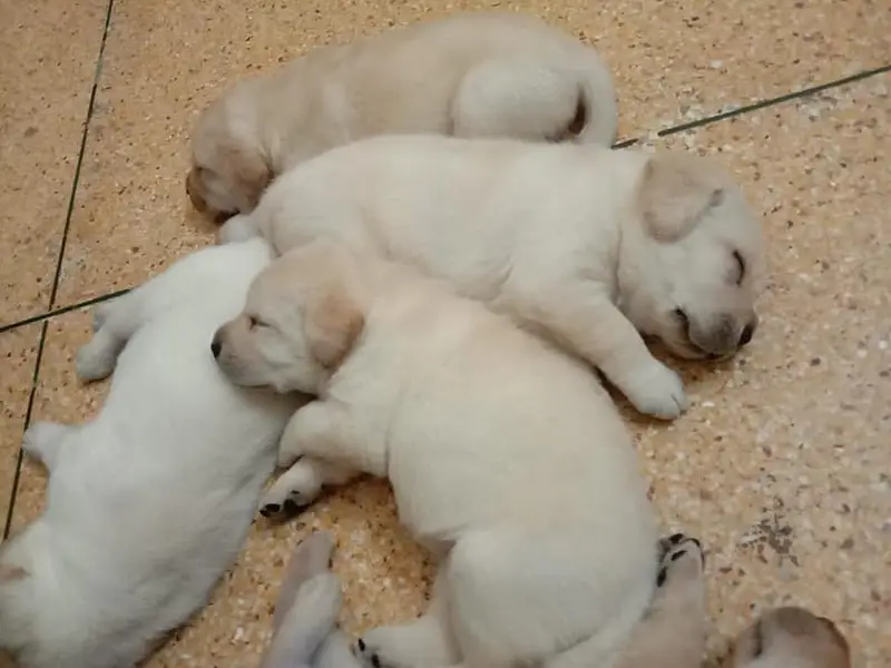 labrador females puppies 03151466500