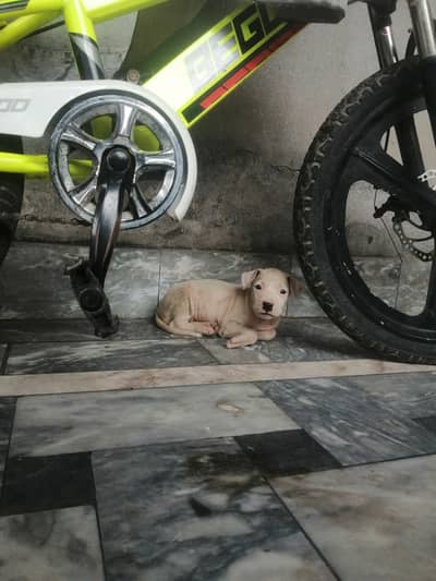 Gultair puppy