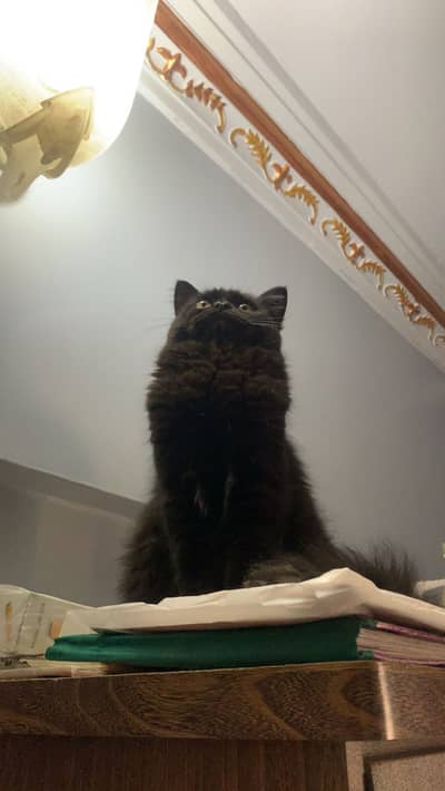 Black Persian Male Cat For Sale