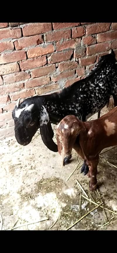 dasi pathi with male kid 0323443891