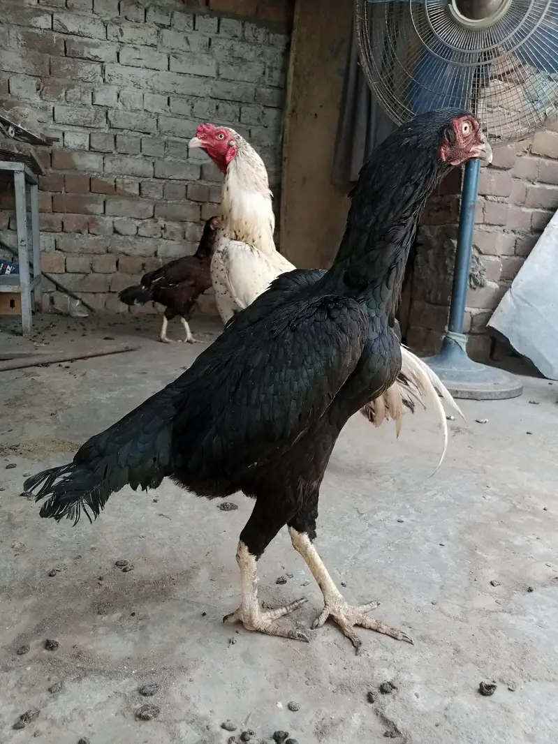 mushki lasani madi for sale — photo 2