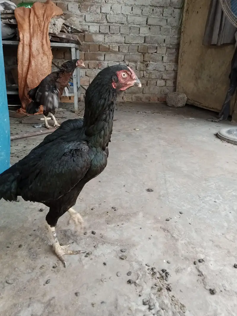 mushki lasani madi for sale — photo 3