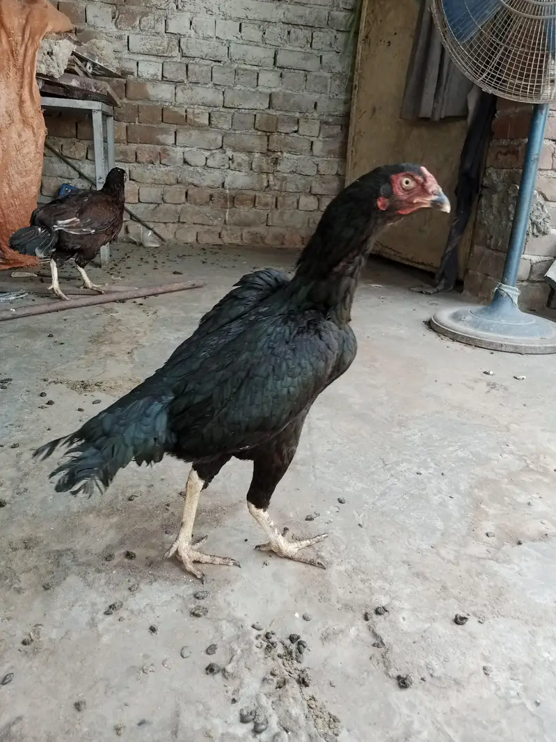 mushki lasani madi for sale — photo 4