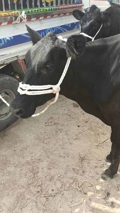 pure jersey cow for sale