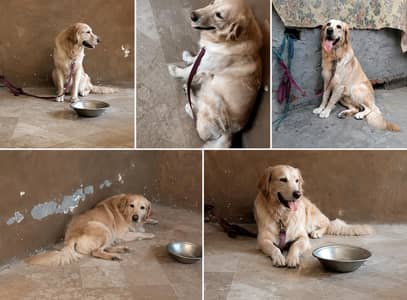 Labrador male dog for sale