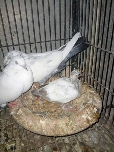 Patti Wala pair with Chick