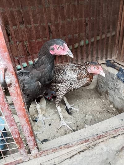 pakistani aseel pure home breed bird lay the egg and cork