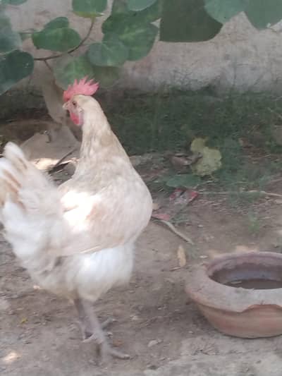 pair of hens
