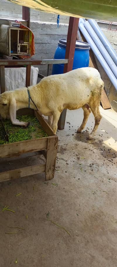 female dumbi kajla Sargodha
