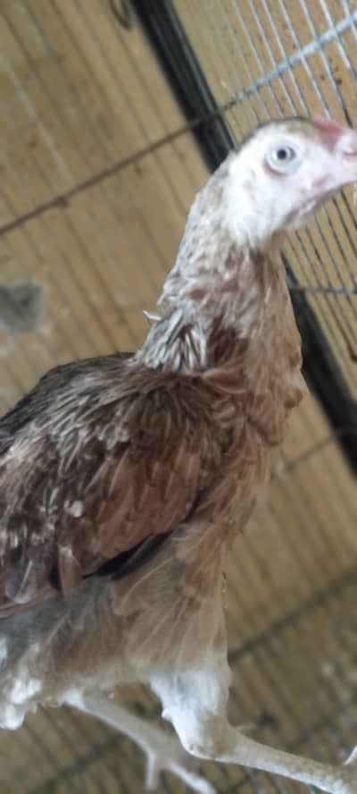 aseel Sindhi hens
