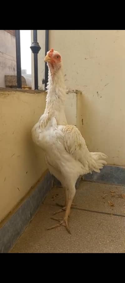 shamo female (breeder)