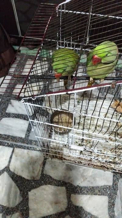 Batain karnay wala raw parrot