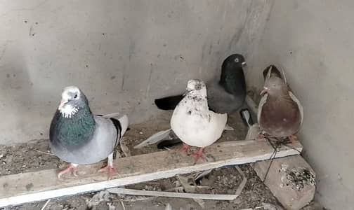 urgent for sale