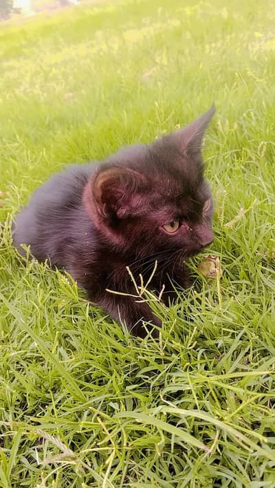 ​Female Black Persian Kitten for Sale