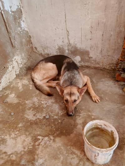 dog cell kar raha ho