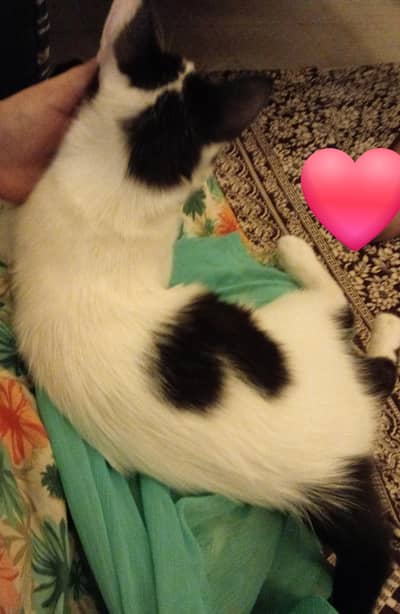 pretty cat for sale