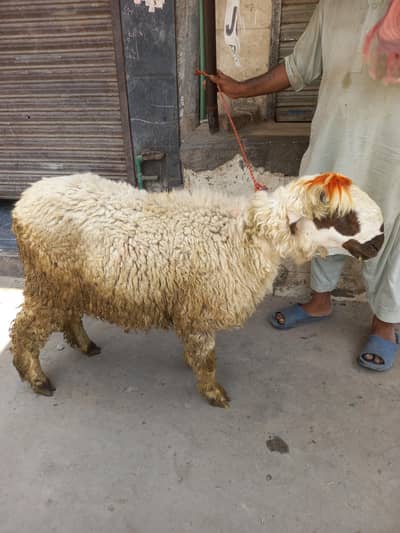 mundra chtra