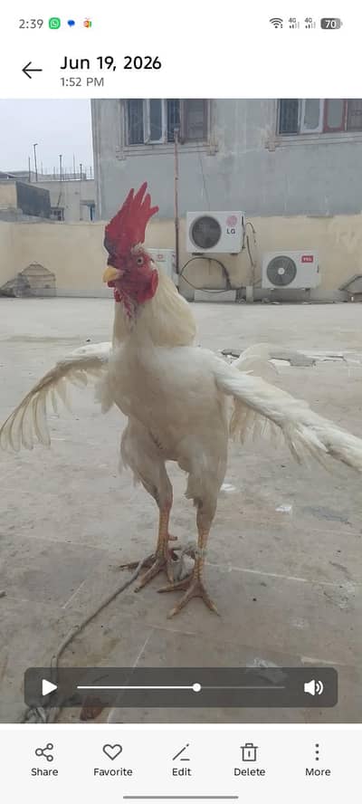 Heera bengum