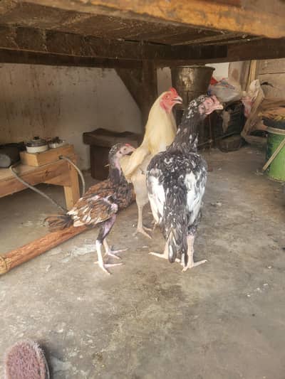 pair and baby