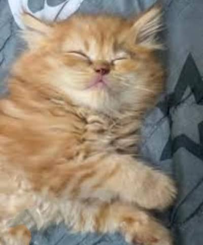kittens in karachi