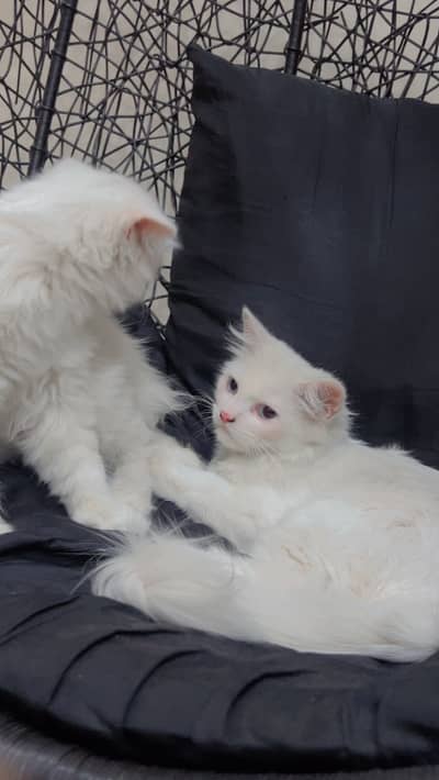 Persian cat pair for sale