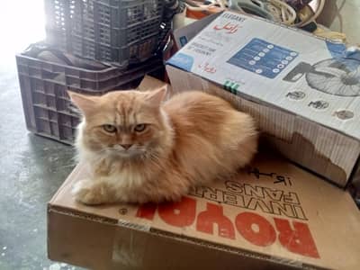 pure Persian breader