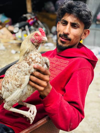 Aseel Murga Fir Sale