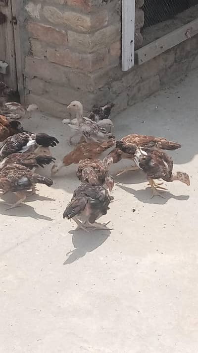Aseel Hera Fertile Eggs