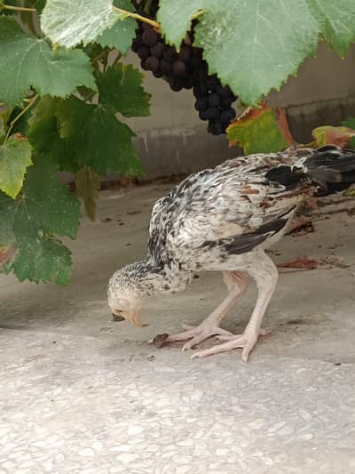 Pure Mianwali bloodline Aseel chicks 1250 per chick
