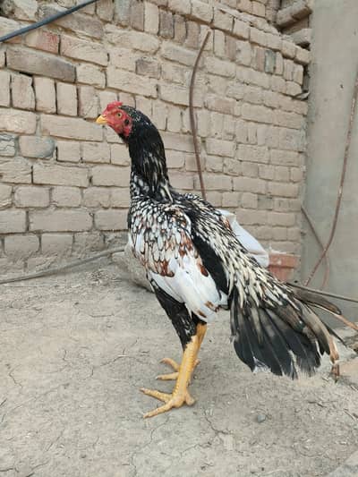 shajra patha