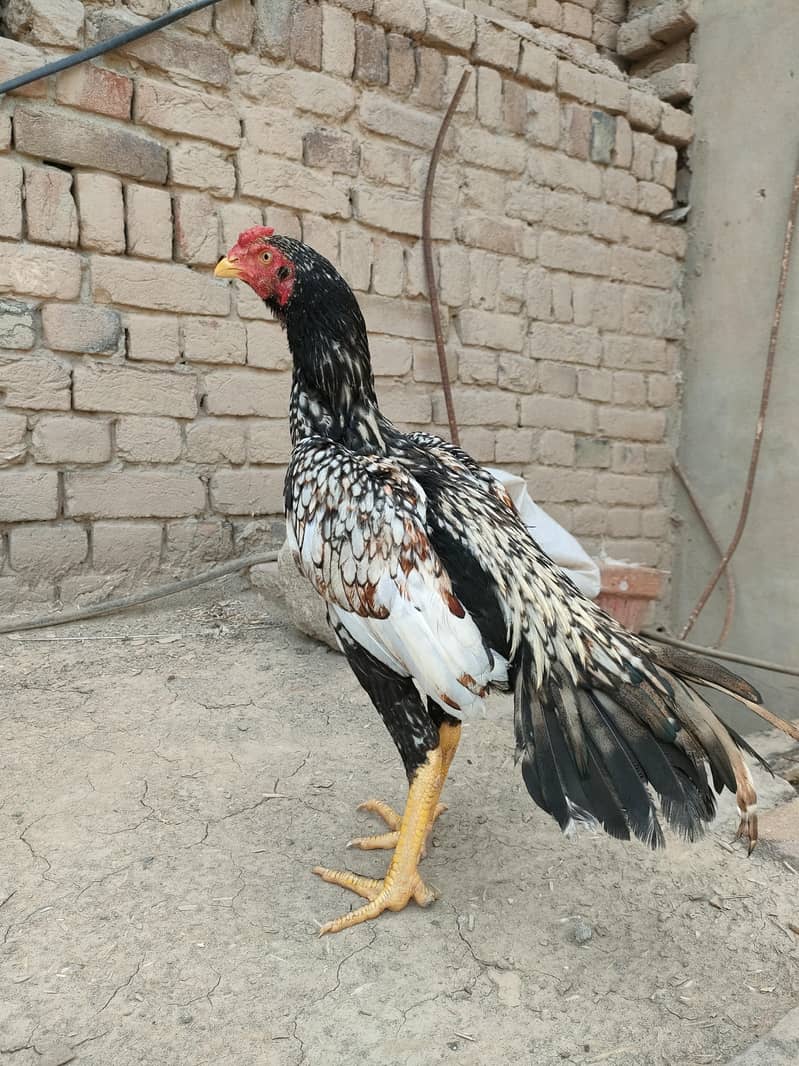 shajra patha 0