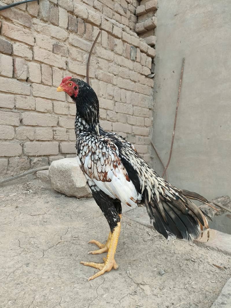 shajra patha 1