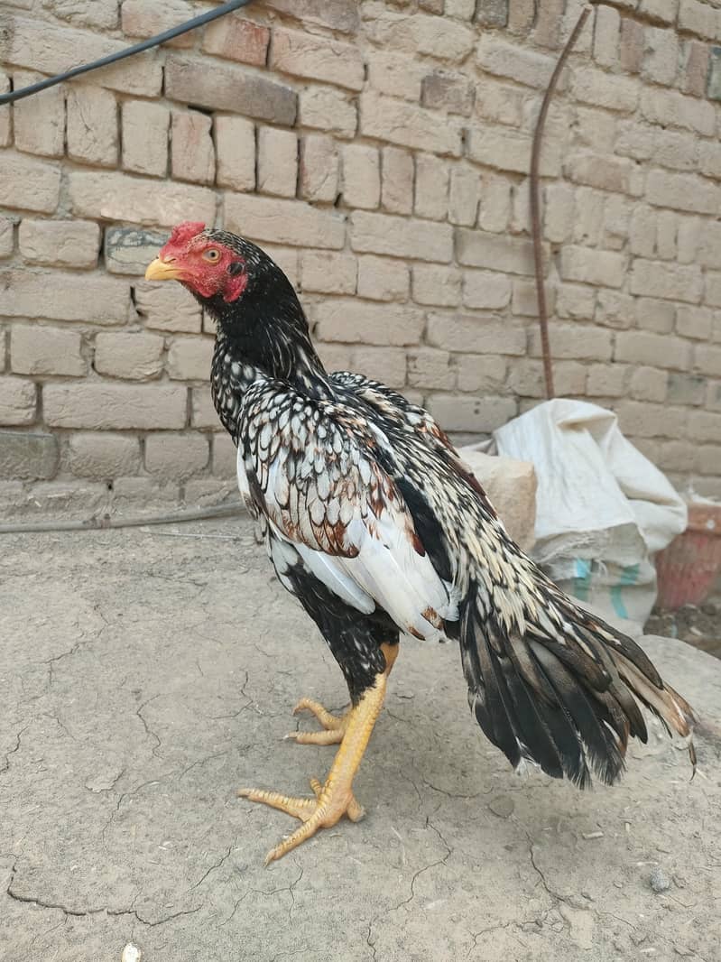 shajra patha 2