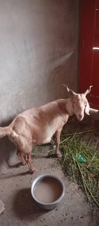 1 bakri 3 saal ki bisar nasal or 4 month ka bacha patera nasal