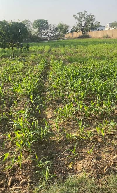 Farm Land For Rent