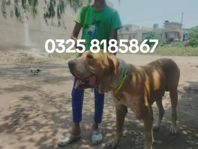 03258185867
