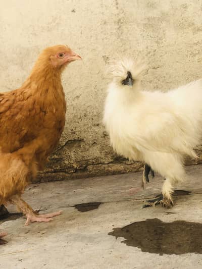 1 silkie 1 golden buff