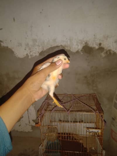 Shamo chick pure o shamo