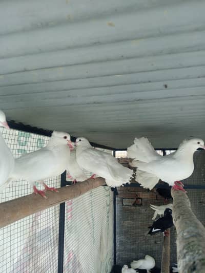 Laki Fancy Kabotar For Sale