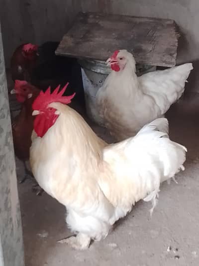 White buff pair 2 brown buff and 2 desi hen