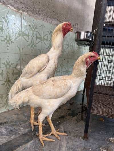 Pure white Shamo Aseel pair