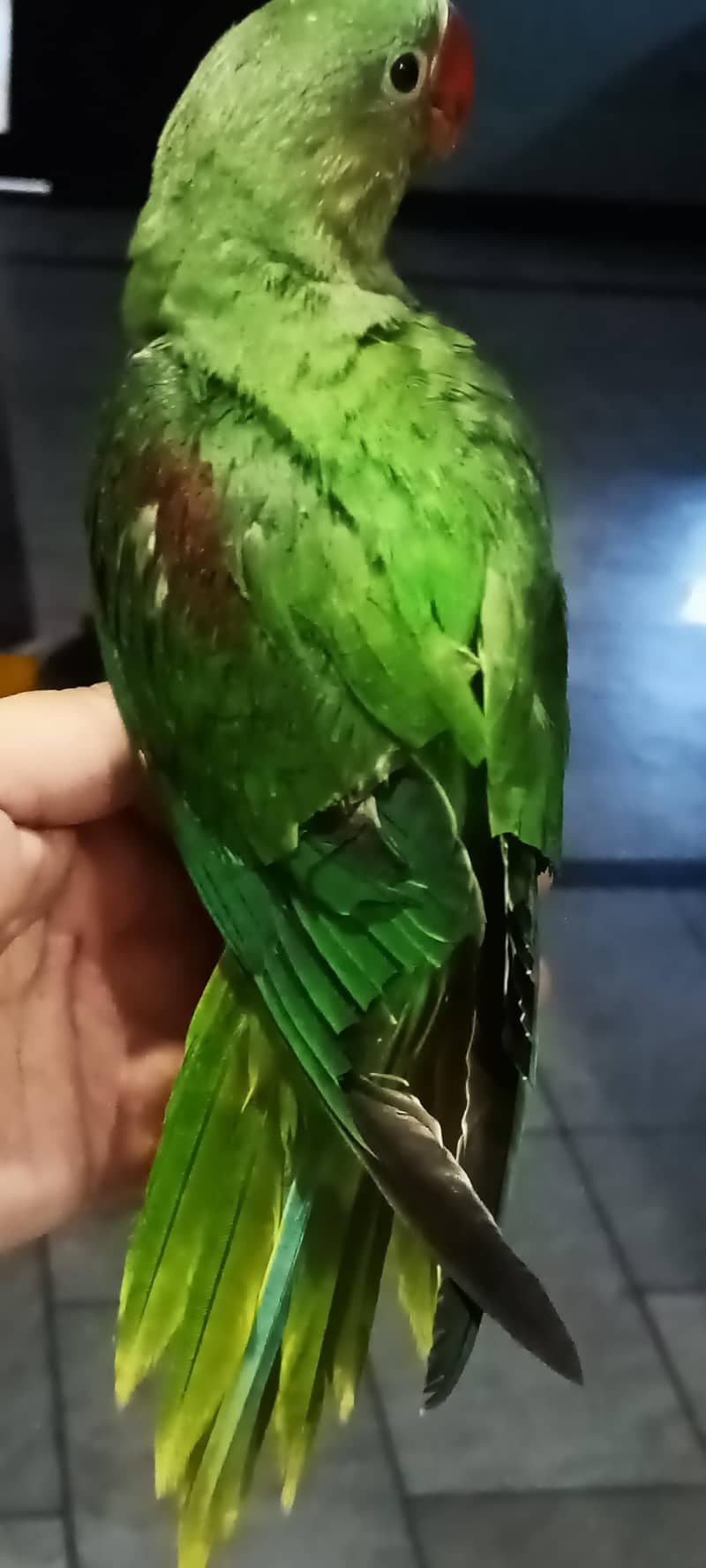 for sell 1