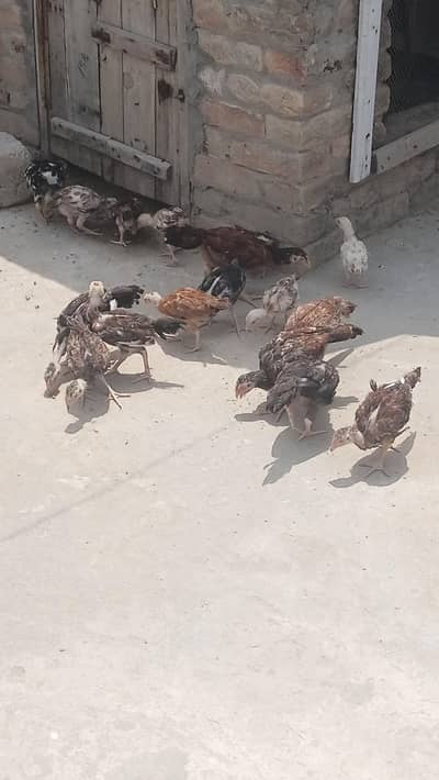 Aseel Hens pair for sale eggs available