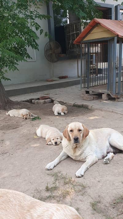 Labrador for sale